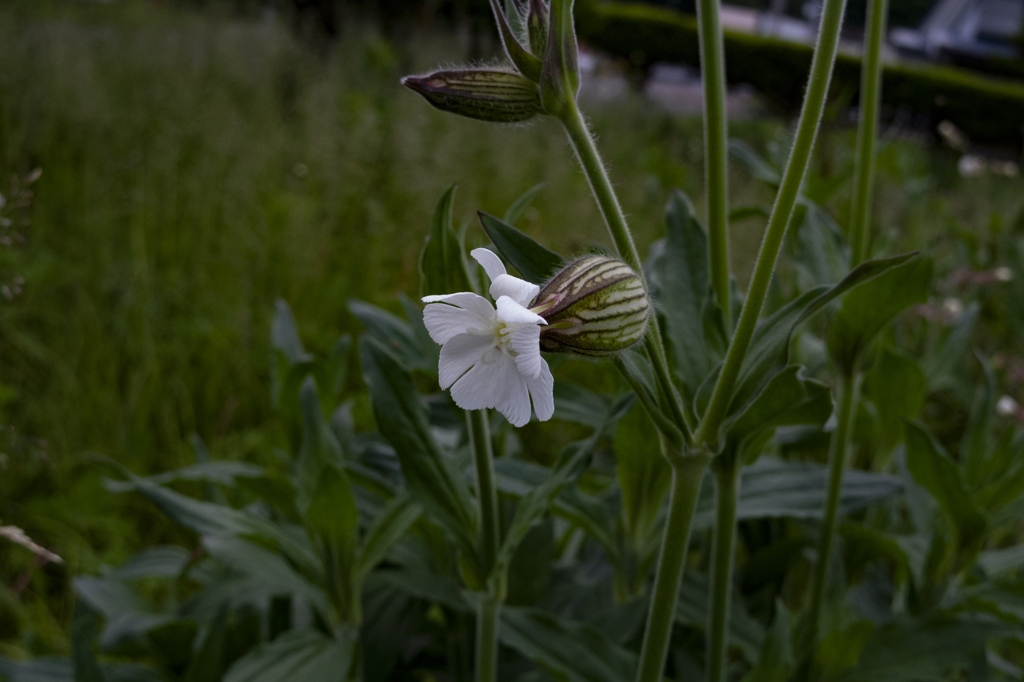 マツヨイセンノウ