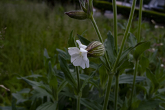 マツヨイセンノウ