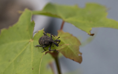 今日見つけた虫たち