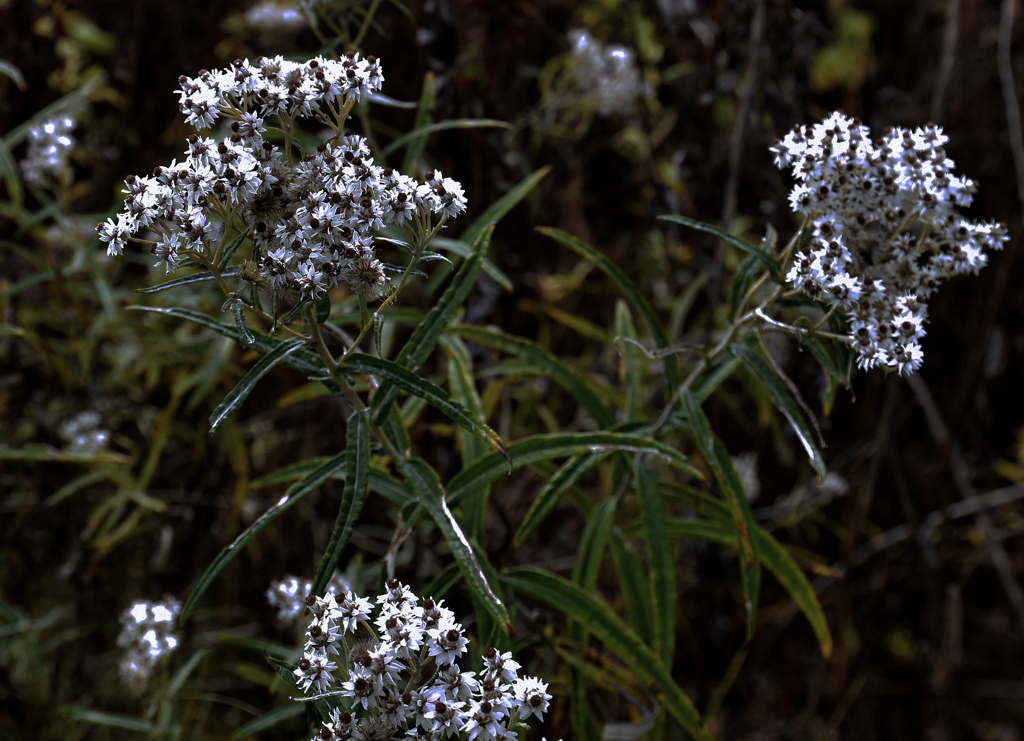 ヤマハハコの秋