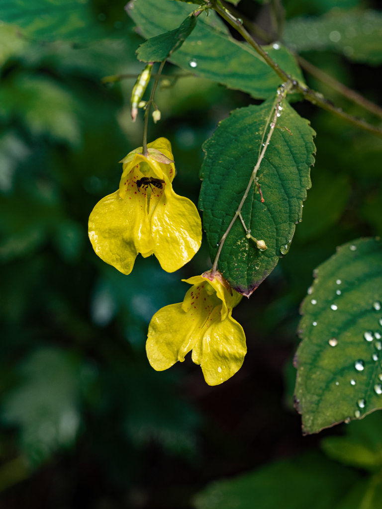 キバナツリブネ