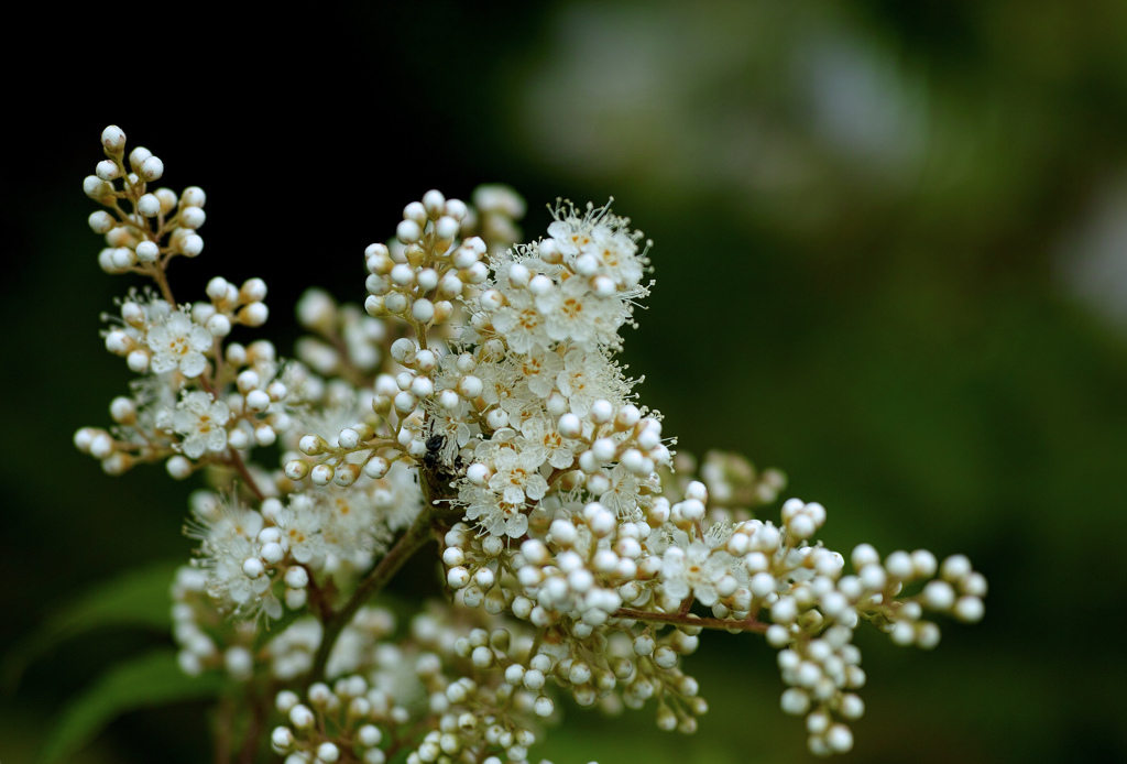 秋近し 急がねば
