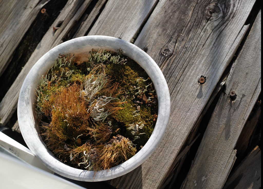 dp2 Quattroの魅力