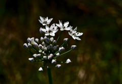 道端にひっそり