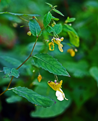 キツリブネに蜂