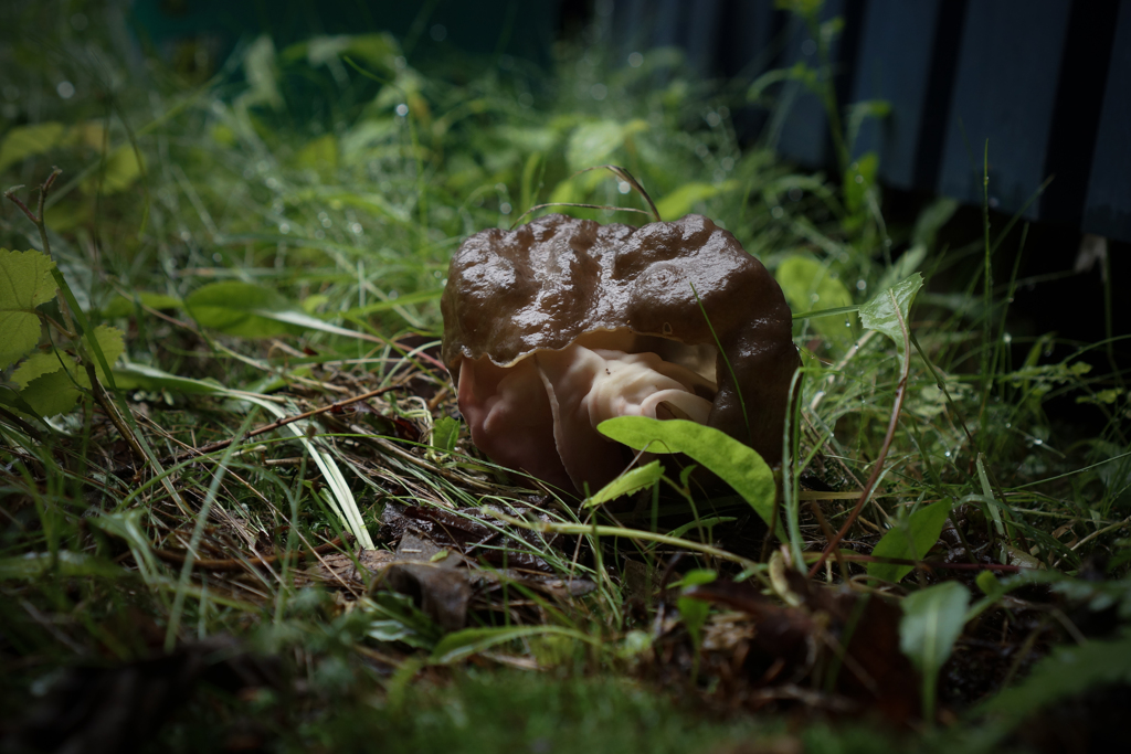 超グロなキノコ