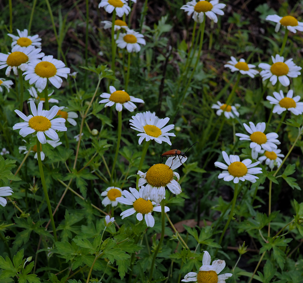 アカハナカミキリ