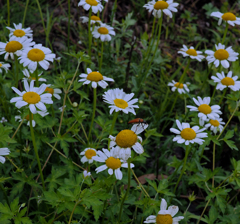 アカハナカミキリ