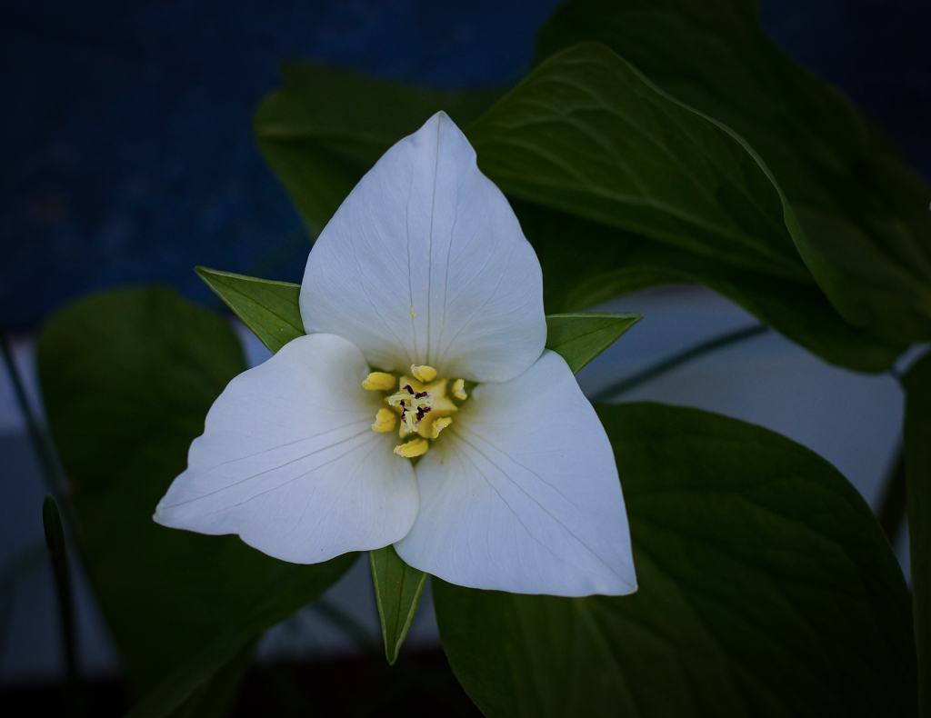 オオバナノエンレイソウ