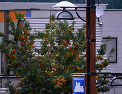 ナナカマドたわわ