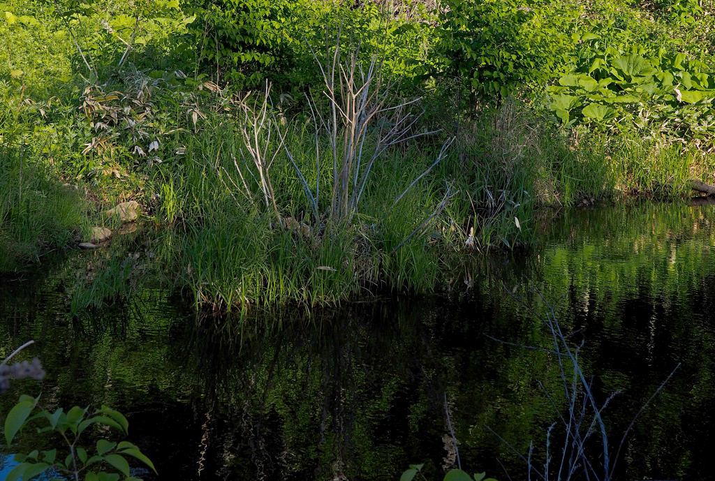 山の小池に小鴨