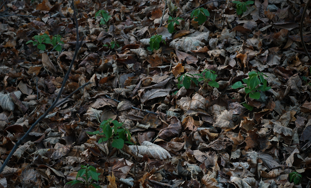 イヴ・モンタンな眺め