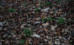 イヴ・モンタンな眺め