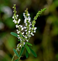 名前わかりません