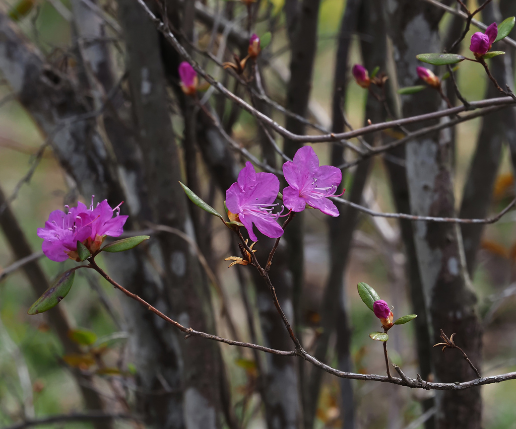 桜はまだ　まだ