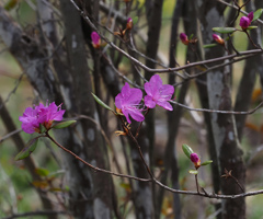 桜はまだ　まだ