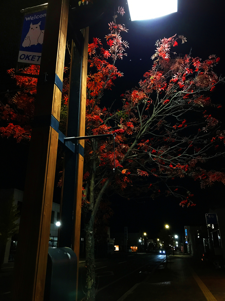 街路樹　夜も綺麗
