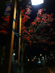 街路樹　夜も綺麗