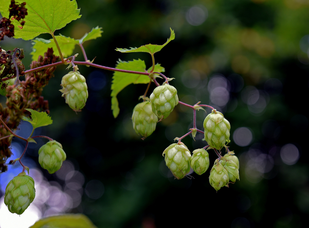 野生のホップ（カラハナソウ）