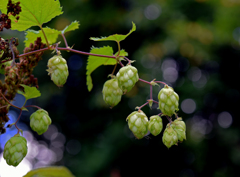 野生のホップ（カラハナソウ）