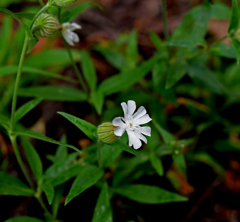 matsuyoisennou待宵仙翁