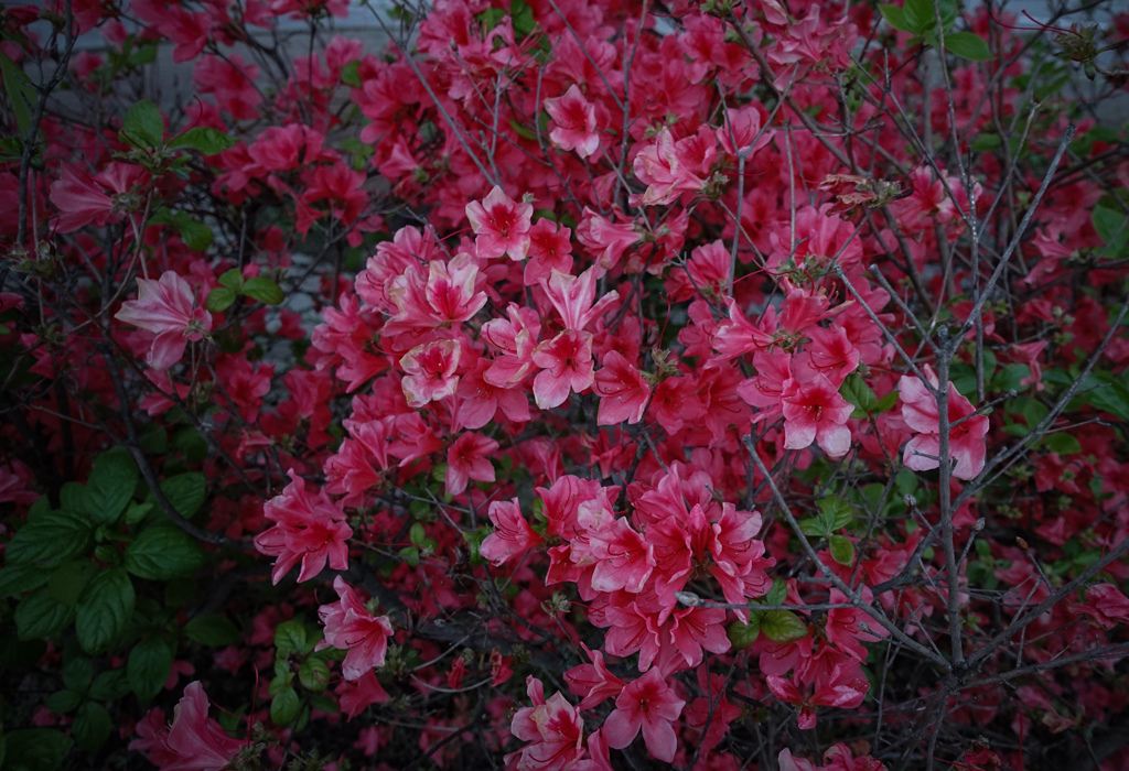 日曜散歩　つつじ