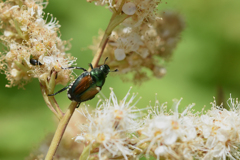 今日見つけた虫たち