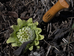 旬　少しいただきます