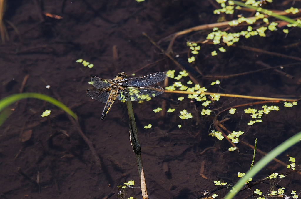 ヨツボシトンボ　2
