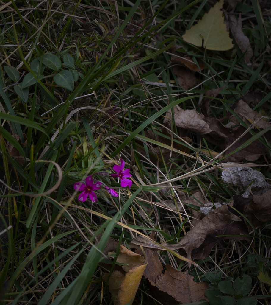 芝桜さんこれから冬ですよ