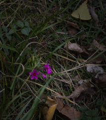 芝桜さんこれから冬ですよ