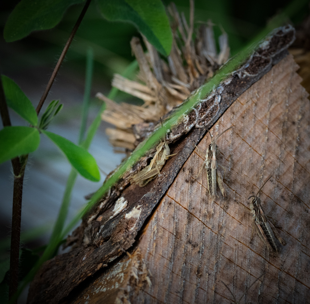 俺たち木が好き