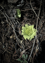 北の田舎にやっと春
