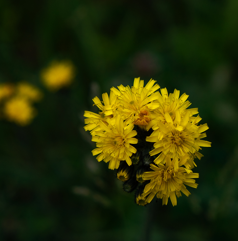 コウリンタンポポ黄色