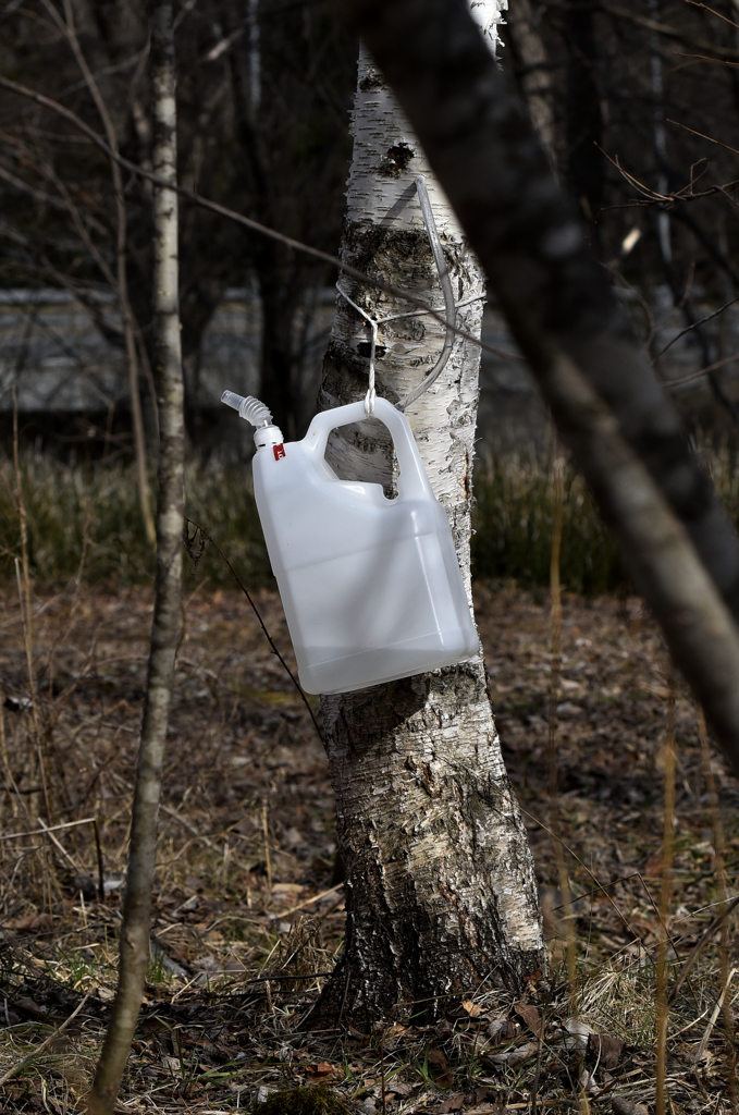 春の楽しみは白樺の樹液
