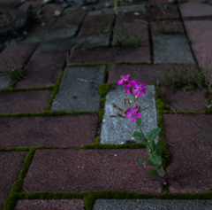 苔ナマコに一花