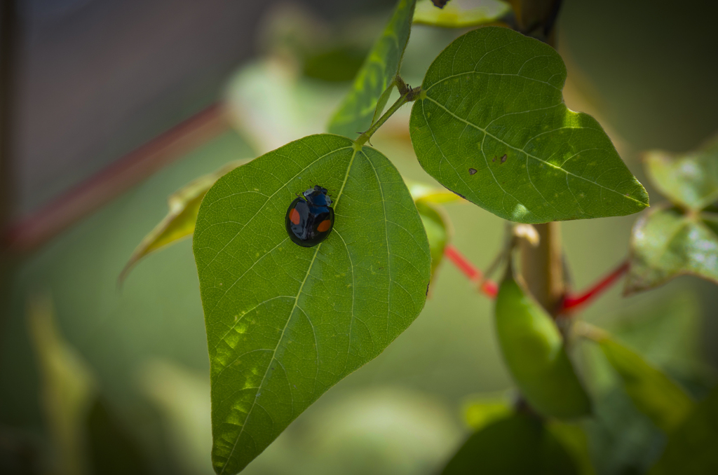 敬老の日だって