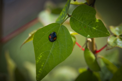 敬老の日だって