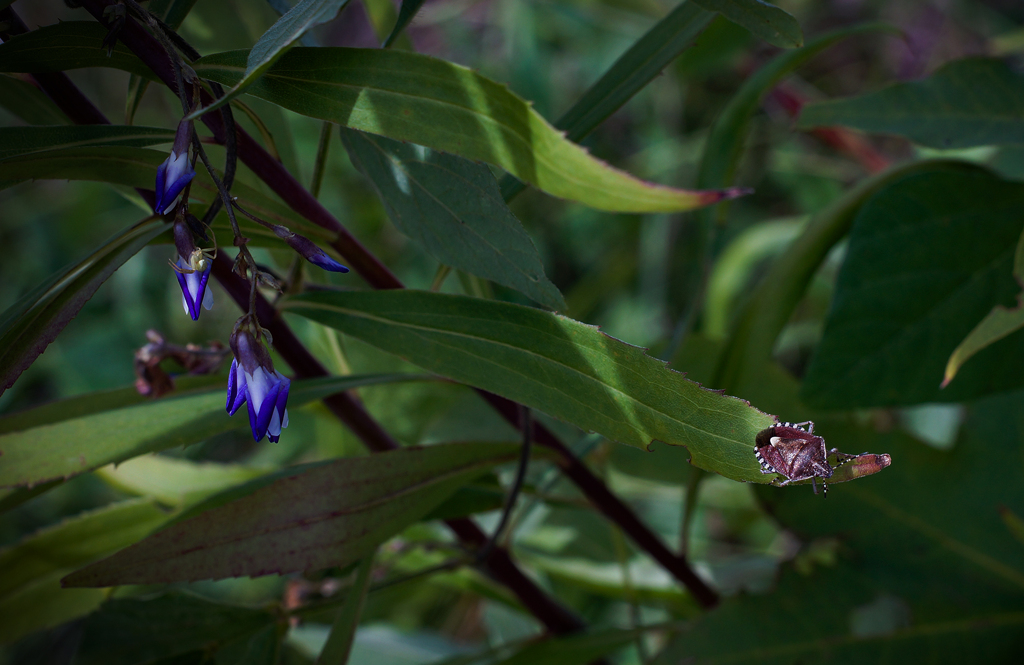 ヤブマメとヘッコキ
