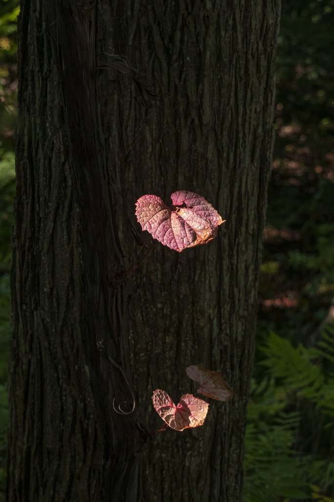 西日のスポット