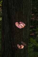 西日のスポット