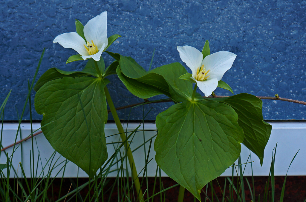 仲良く二輪開花