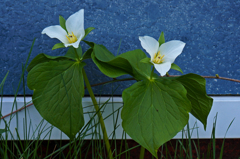 仲良く二輪開花