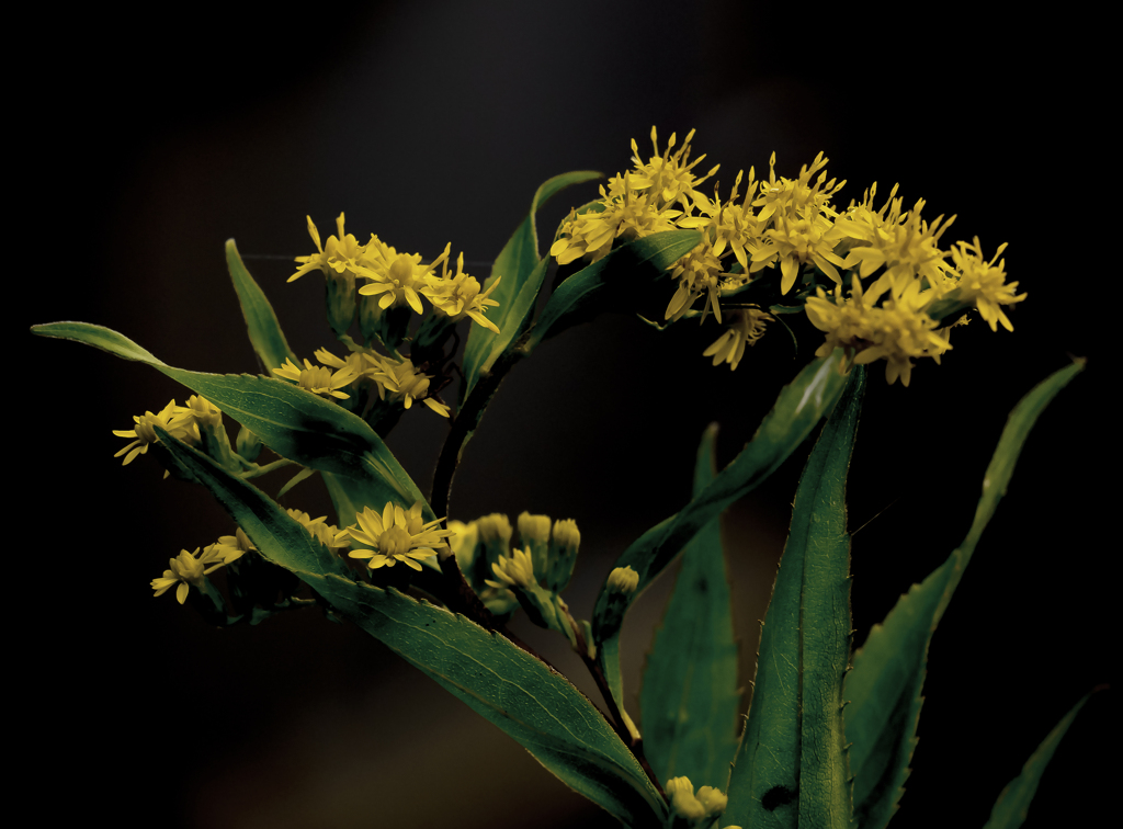 アキノキリンソウ