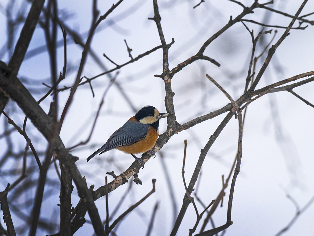 春ですね！野鳥さんB