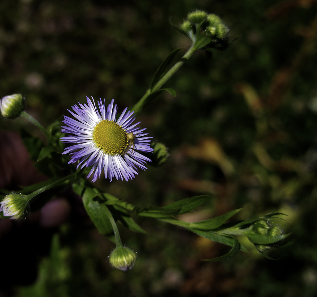 花蜘蛛ひっそり