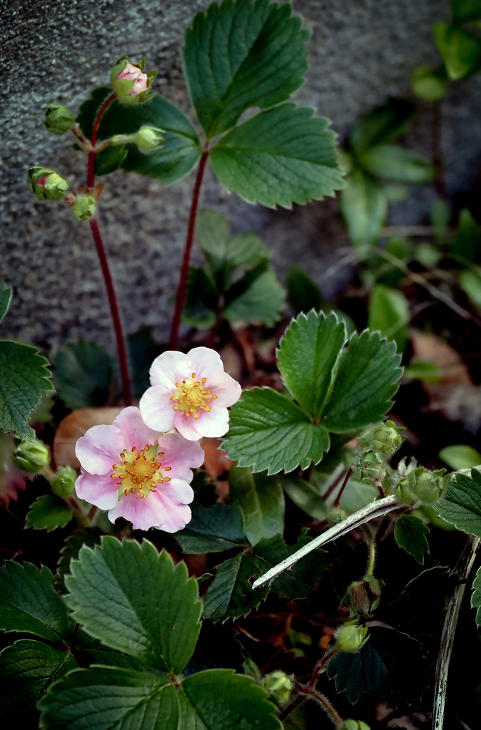 花イチゴ