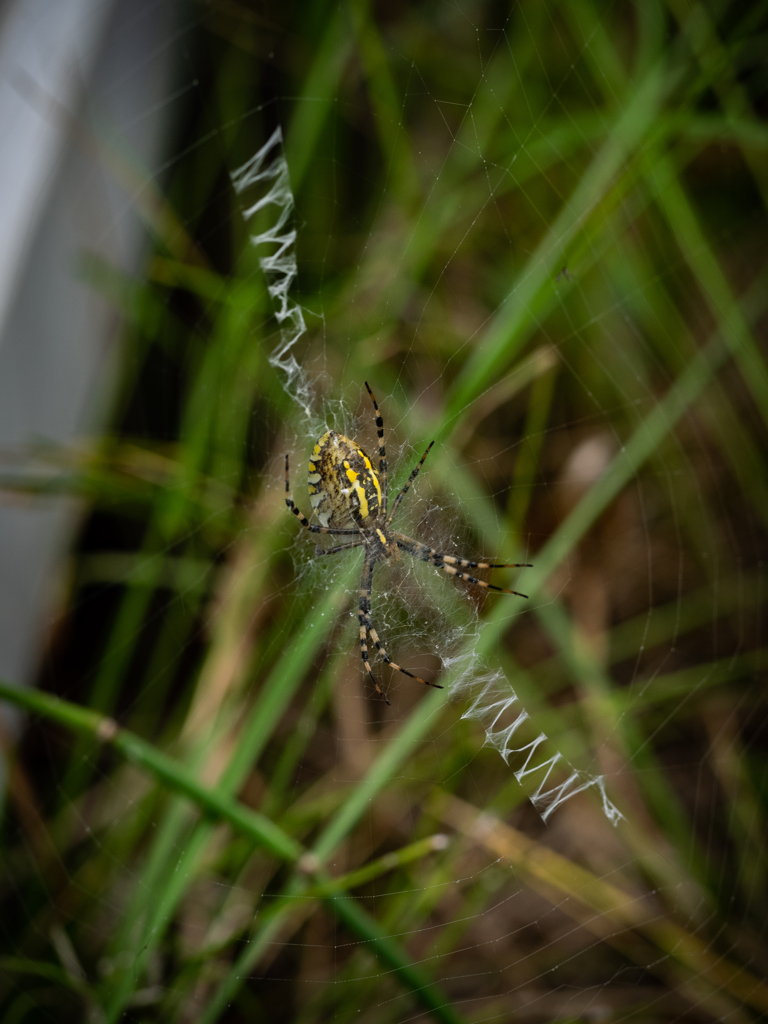 ハチ クモ ナガコガネグモ