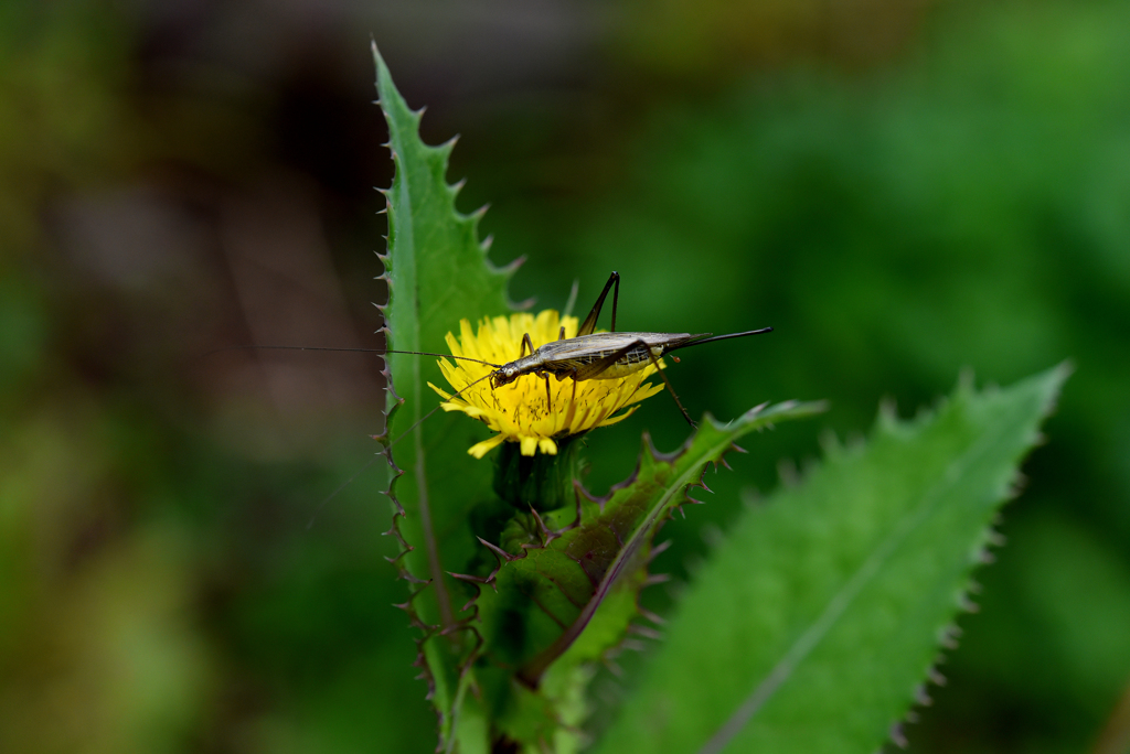 しつっこく　カンタン撮り