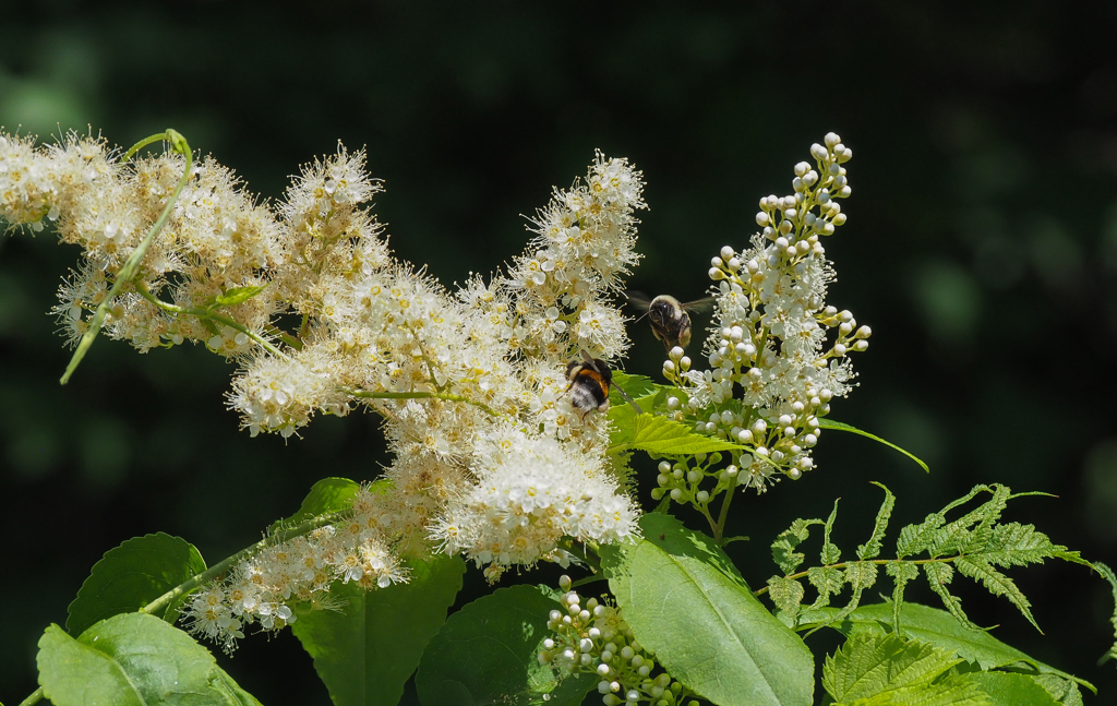 ぶんぶん蜂が飛ぶ